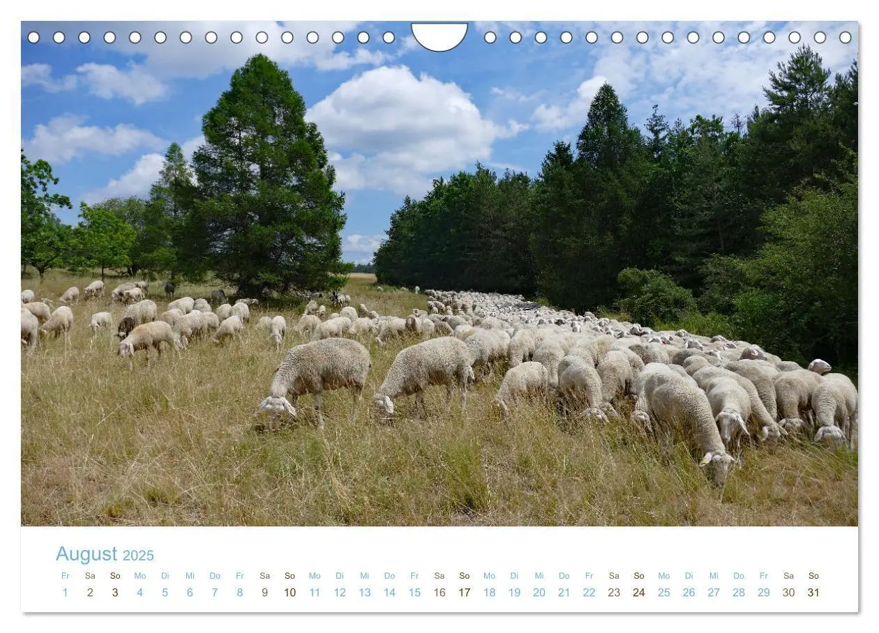 Bild: 9783435308361 | Mit Schafen durch das Jahr (Wandkalender 2025 DIN A4 quer),...