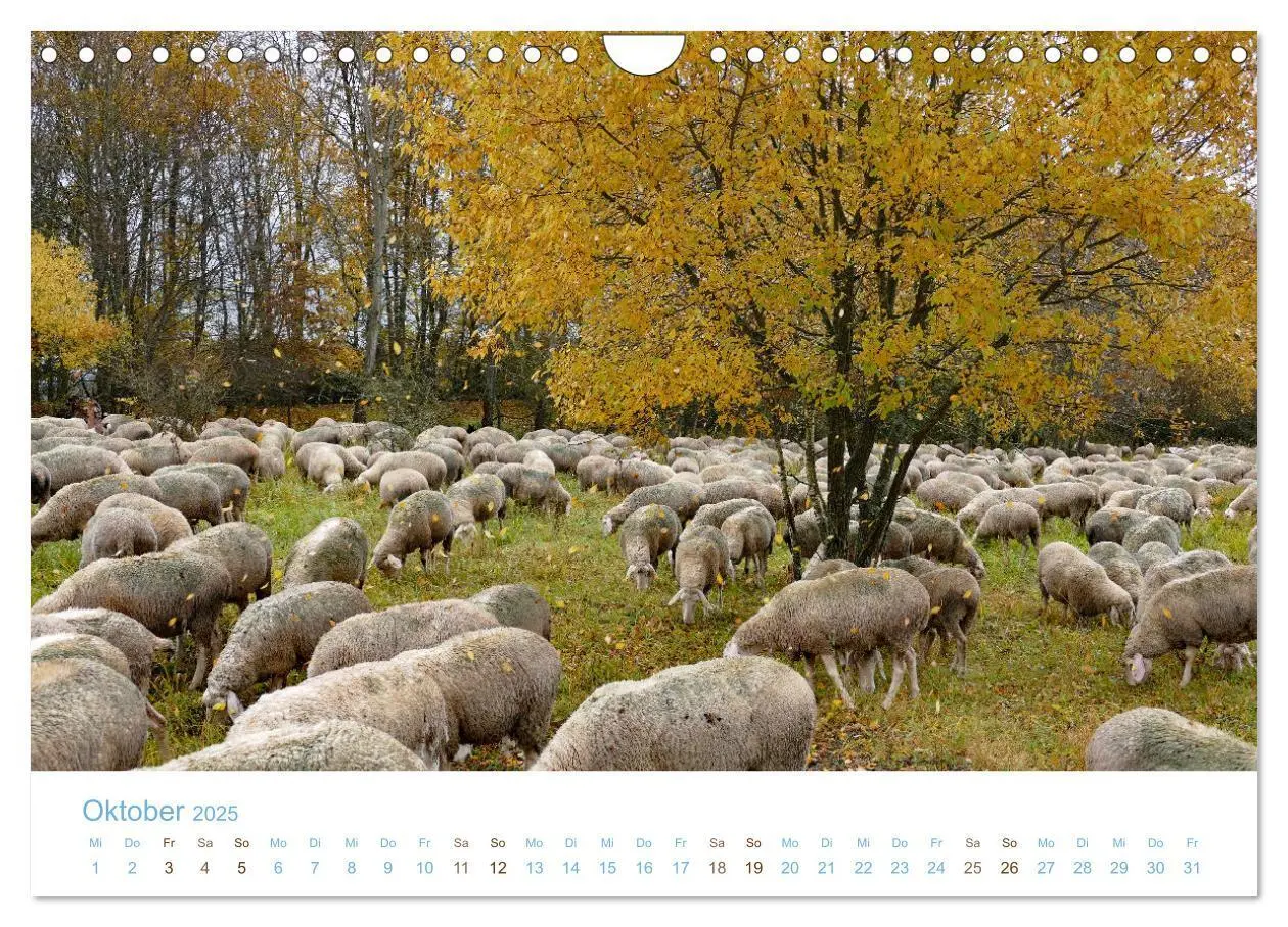 Bild: 9783435308361 | Mit Schafen durch das Jahr (Wandkalender 2025 DIN A4 quer),...