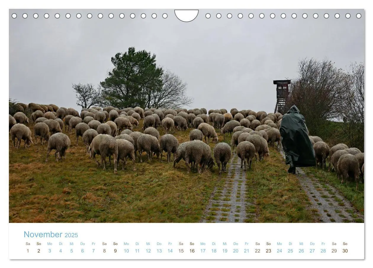 Bild: 9783435308361 | Mit Schafen durch das Jahr (Wandkalender 2025 DIN A4 quer),...