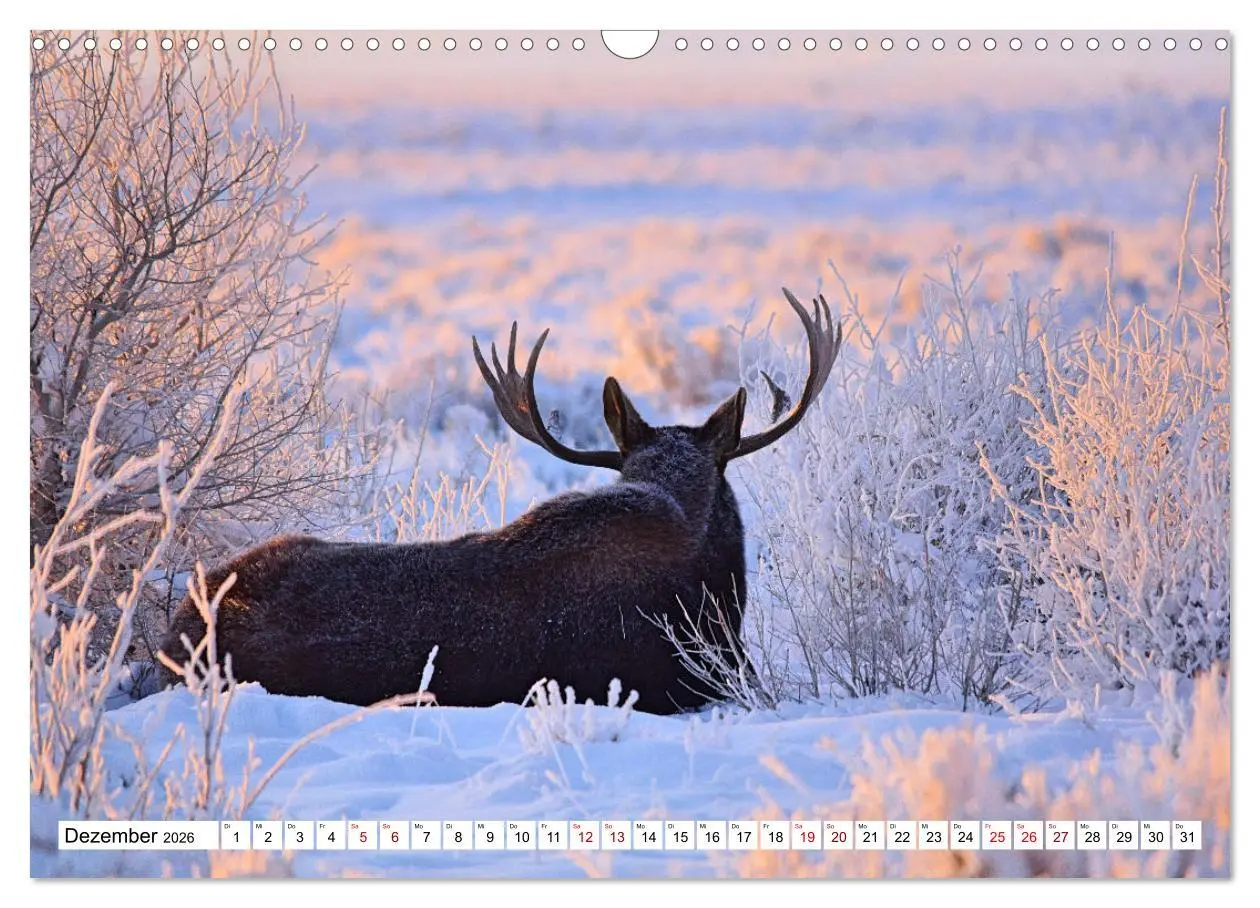 Bild: 9783457568361 | Auf den Spuren der Elche (Wandkalender 2026 DIN A3 quer), CALVENDO...
