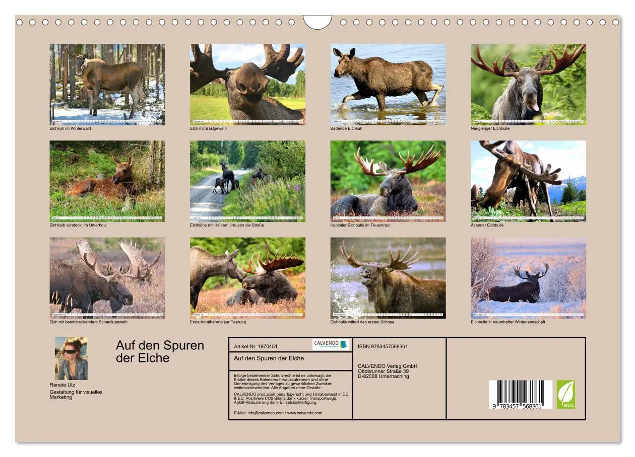 Bild: 9783457568361 | Auf den Spuren der Elche (Wandkalender 2026 DIN A3 quer), CALVENDO...
