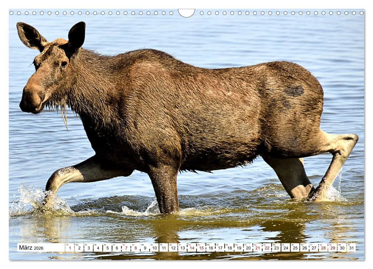 Bild: 9783457568361 | Auf den Spuren der Elche (Wandkalender 2026 DIN A3 quer), CALVENDO...