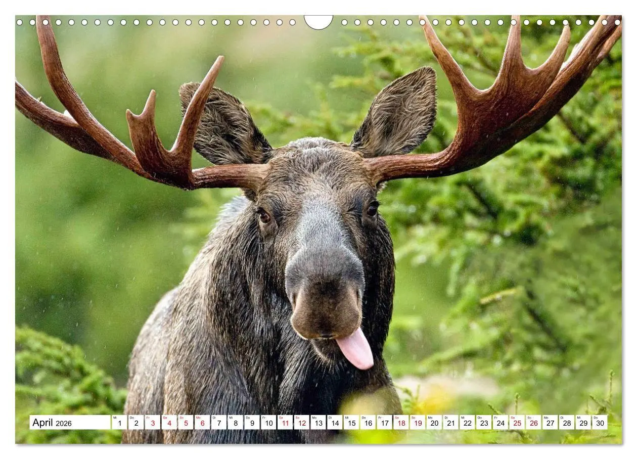 Bild: 9783457568361 | Auf den Spuren der Elche (Wandkalender 2026 DIN A3 quer), CALVENDO...