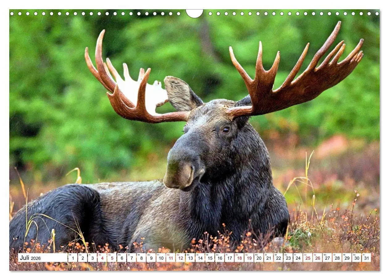 Bild: 9783457568361 | Auf den Spuren der Elche (Wandkalender 2026 DIN A3 quer), CALVENDO...