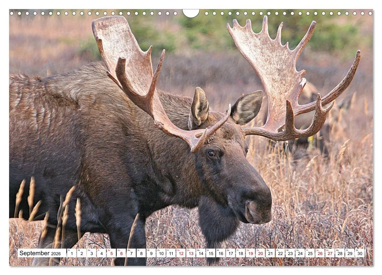 Bild: 9783457568361 | Auf den Spuren der Elche (Wandkalender 2026 DIN A3 quer), CALVENDO...