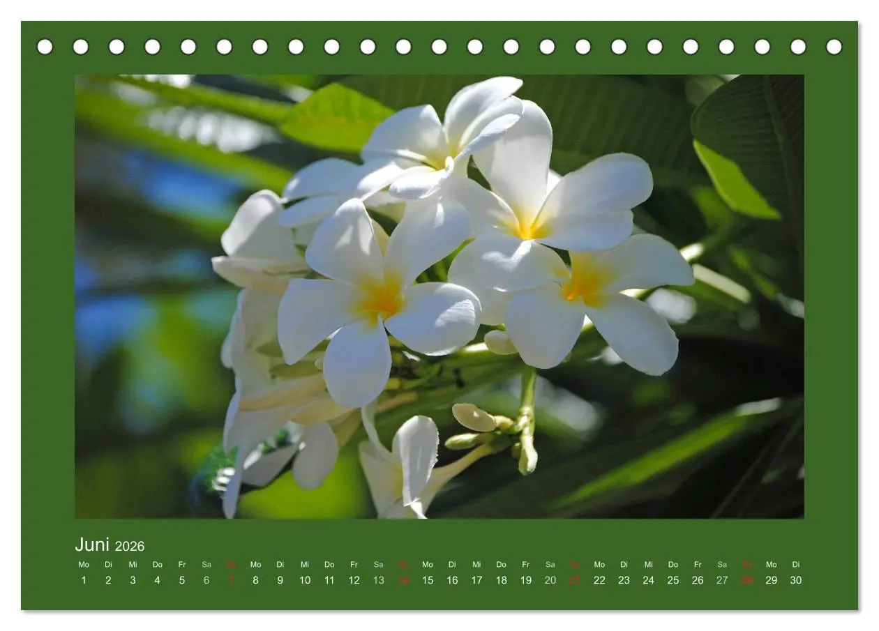 Bild: 9783516038361 | Aloha Blütenzauber aus Hawaii (Tischkalender 2026 DIN A5 quer),...
