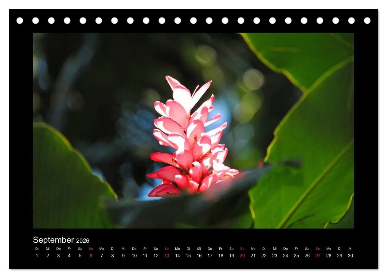 Bild: 9783516038361 | Aloha Blütenzauber aus Hawaii (Tischkalender 2026 DIN A5 quer),...