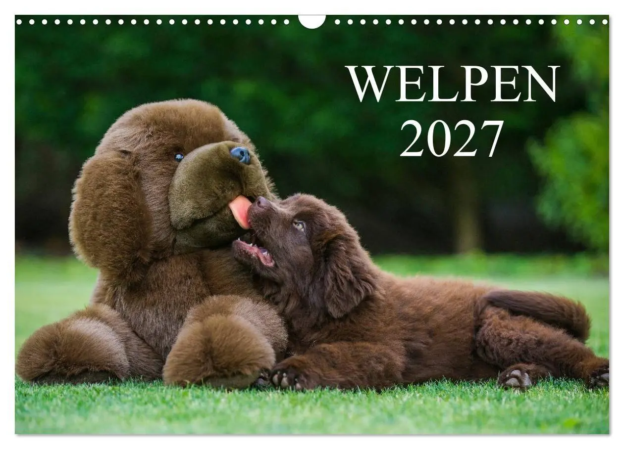 Cover: 9783594178461 | Welpen 2027 (Wandkalender 2027 DIN A3 quer), CALVENDO Monatskalender