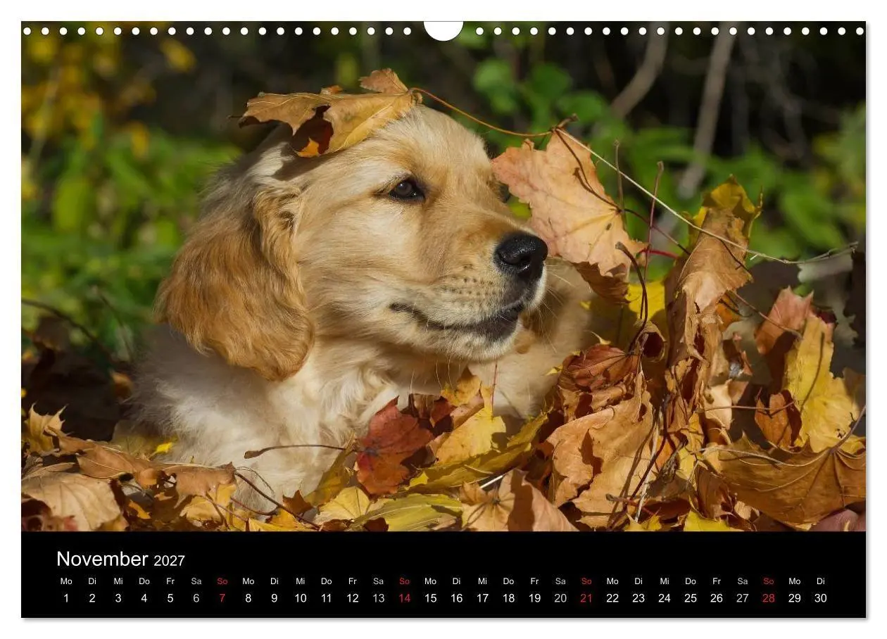 Bild: 9783594178461 | Welpen 2027 (Wandkalender 2027 DIN A3 quer), CALVENDO Monatskalender