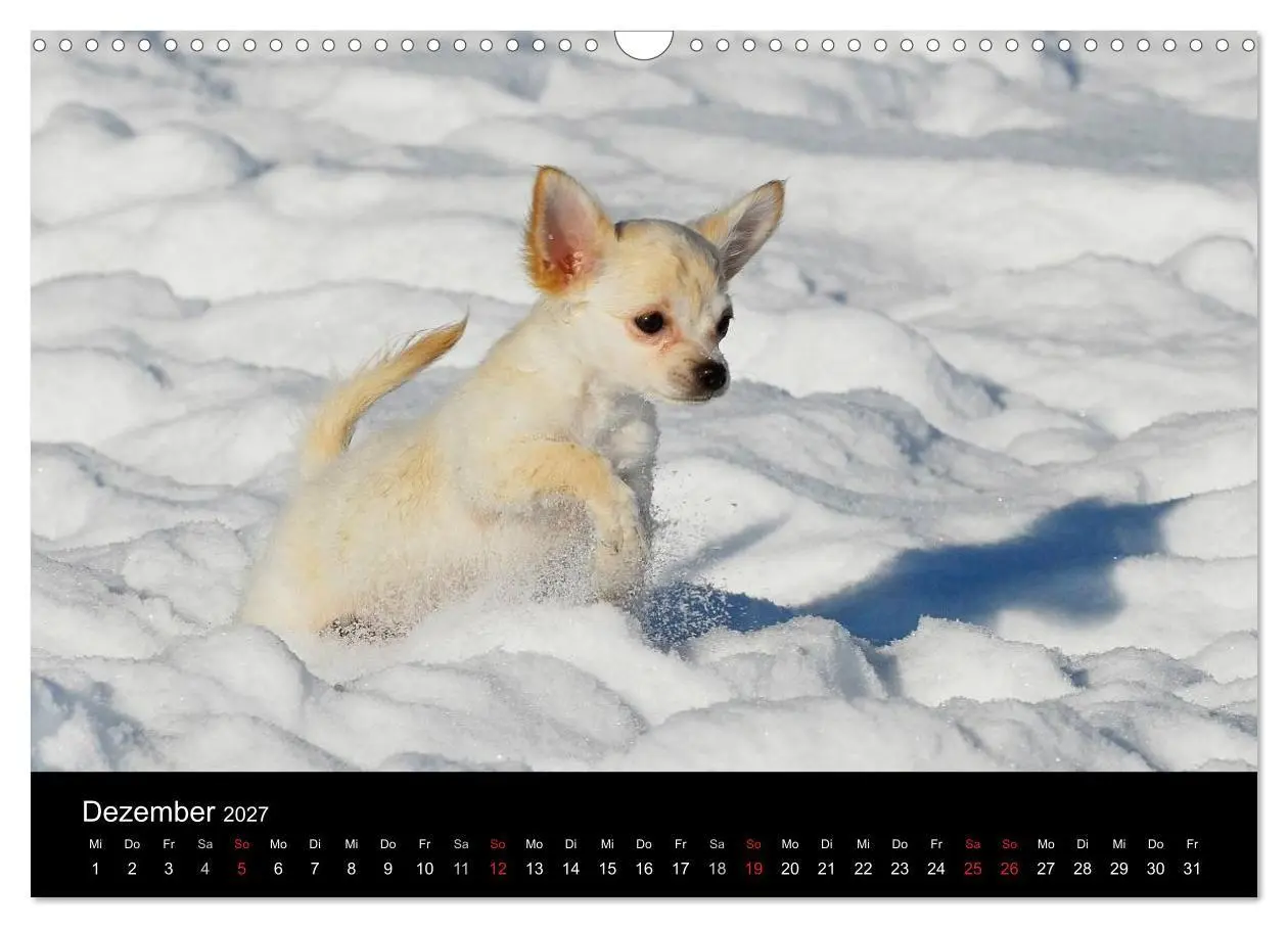 Bild: 9783594178461 | Welpen 2027 (Wandkalender 2027 DIN A3 quer), CALVENDO Monatskalender