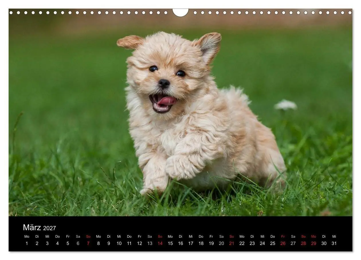 Bild: 9783594178461 | Welpen 2027 (Wandkalender 2027 DIN A3 quer), CALVENDO Monatskalender