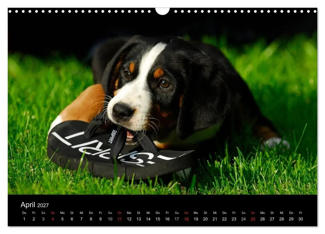 Bild: 9783594178461 | Welpen 2027 (Wandkalender 2027 DIN A3 quer), CALVENDO Monatskalender