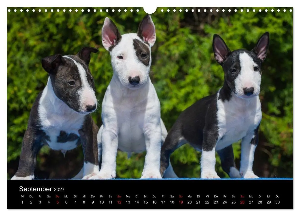 Bild: 9783594178461 | Welpen 2027 (Wandkalender 2027 DIN A3 quer), CALVENDO Monatskalender