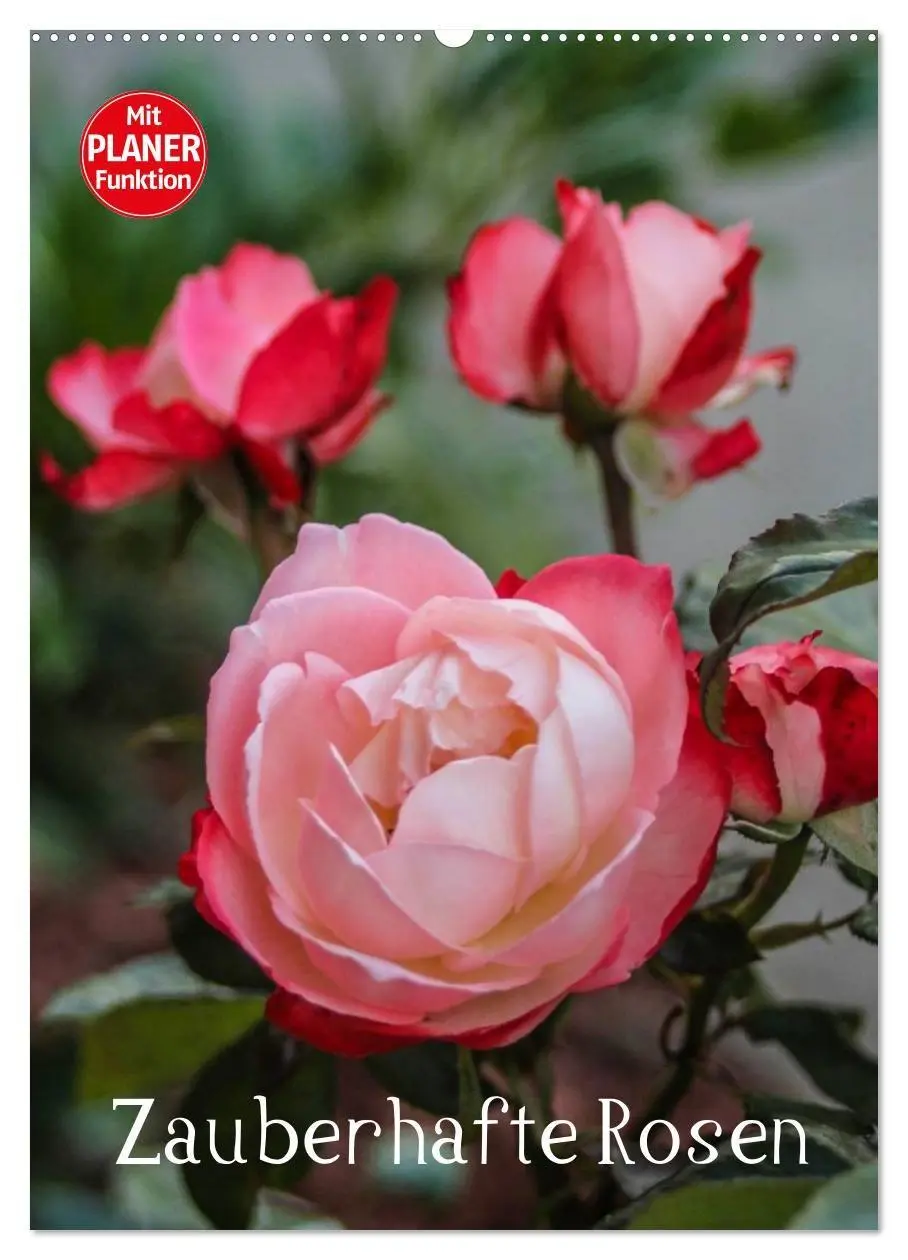 Cover: 9783569958661 | Zauberhafte Rosen (Wandkalender 2027 DIN A2 hoch), CALVENDO...