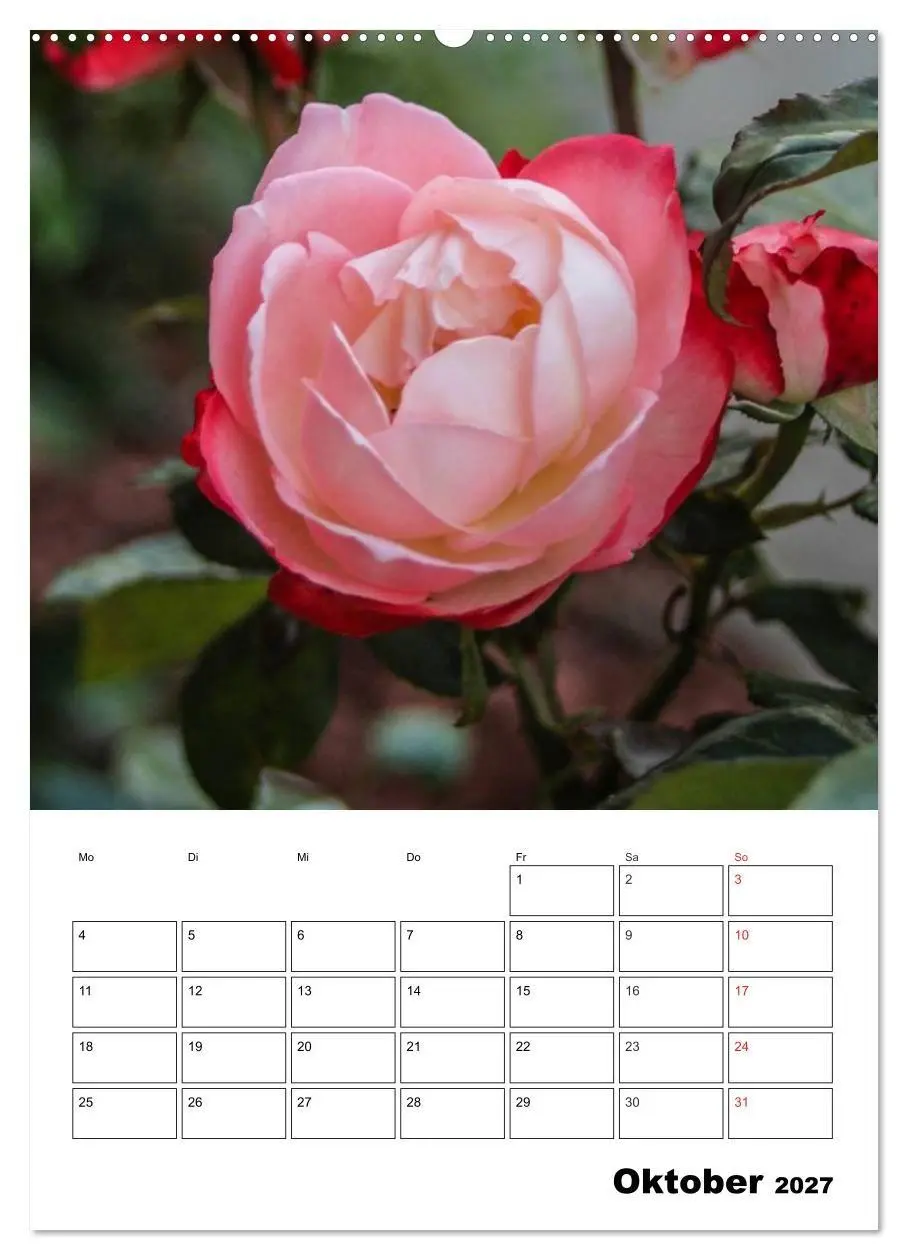 Bild: 9783569958661 | Zauberhafte Rosen (Wandkalender 2027 DIN A2 hoch), CALVENDO...
