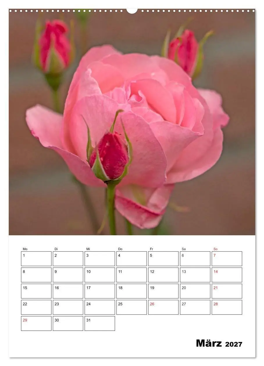 Bild: 9783569958661 | Zauberhafte Rosen (Wandkalender 2027 DIN A2 hoch), CALVENDO...