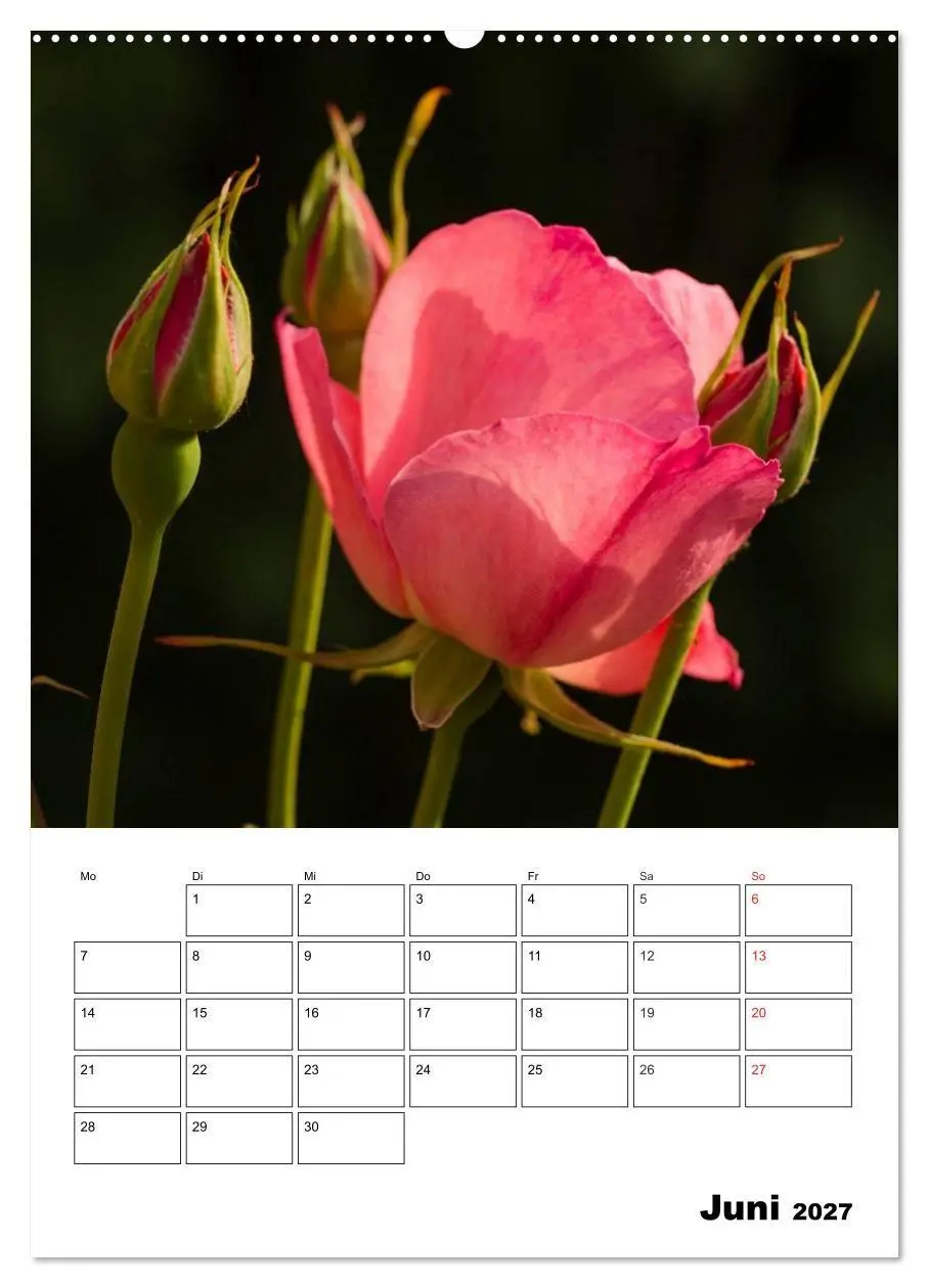 Bild: 9783569958661 | Zauberhafte Rosen (Wandkalender 2027 DIN A2 hoch), CALVENDO...