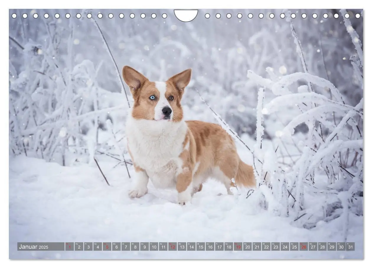 Bild: 9783435118861 | Welsh Corgi - Der Kobold unter den Hunden (Wandkalender 2025 DIN A4...