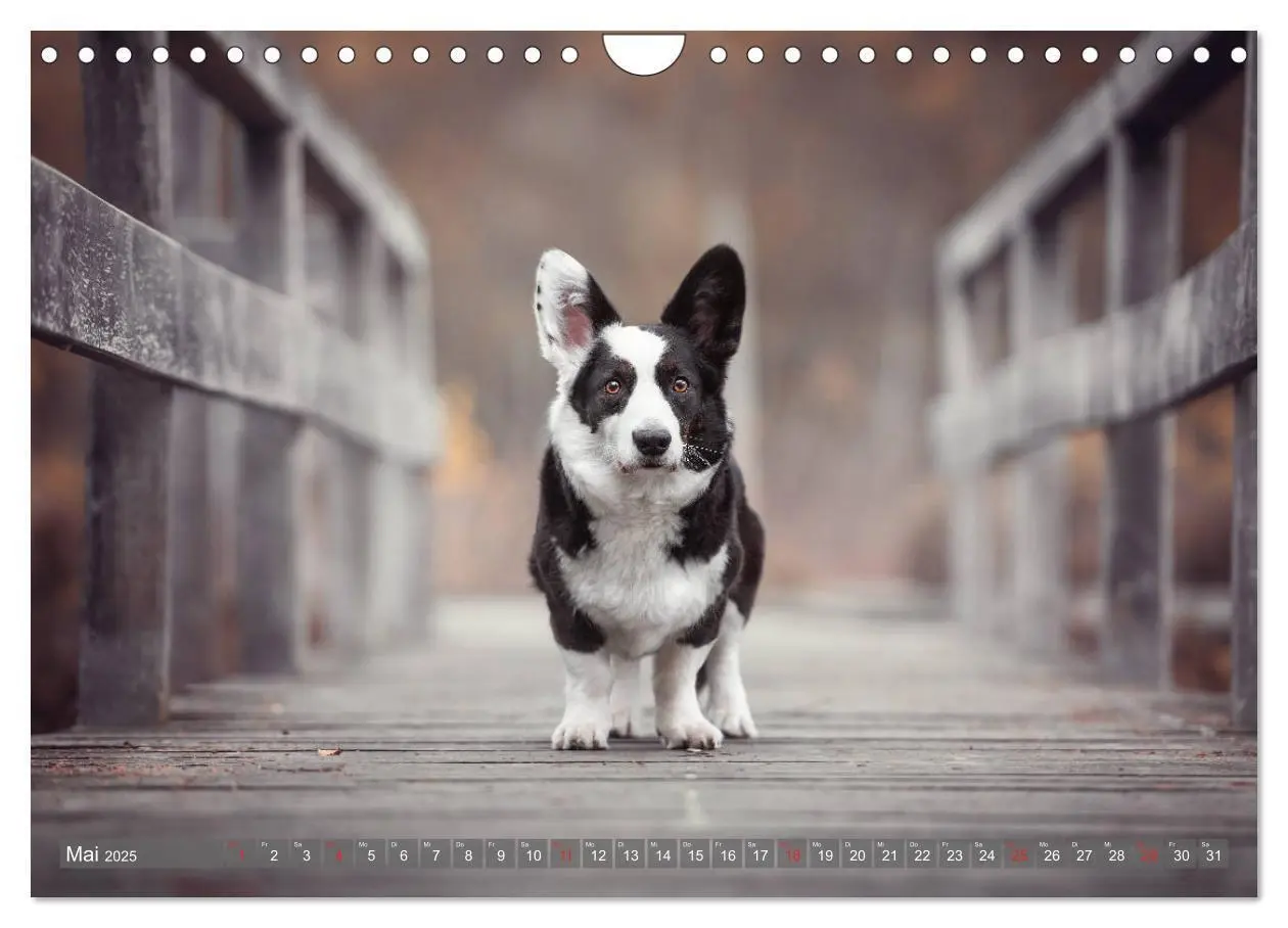 Bild: 9783435118861 | Welsh Corgi - Der Kobold unter den Hunden (Wandkalender 2025 DIN A4...