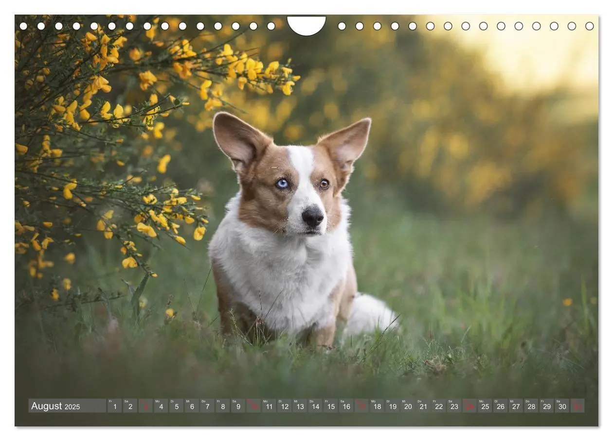 Bild: 9783435118861 | Welsh Corgi - Der Kobold unter den Hunden (Wandkalender 2025 DIN A4...