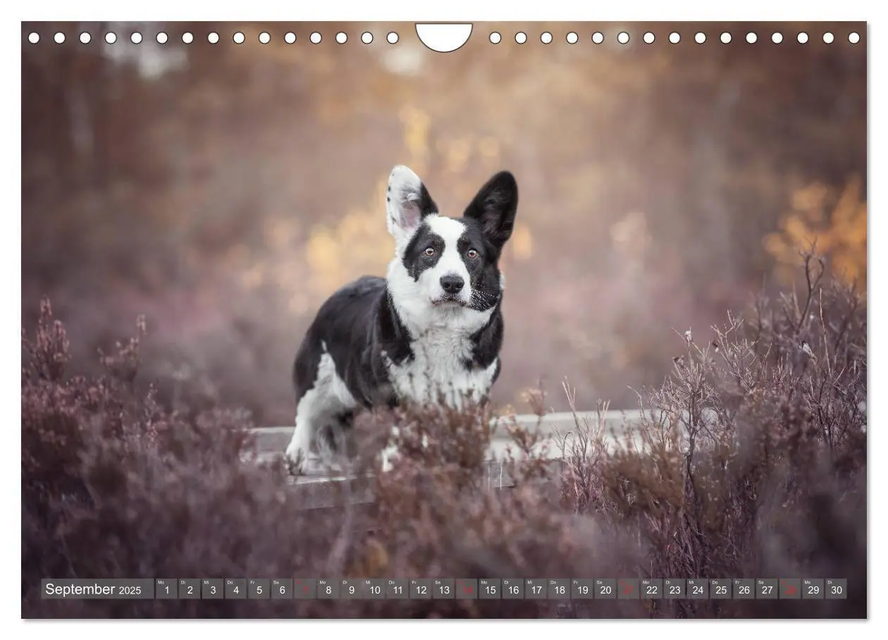 Bild: 9783435118861 | Welsh Corgi - Der Kobold unter den Hunden (Wandkalender 2025 DIN A4...