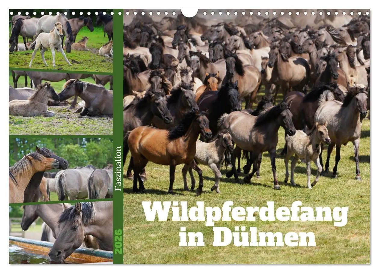 Cover: 9783457569061 | Faszination Wildpferdefang in Dülmen (Wandkalender 2026 DIN A3...