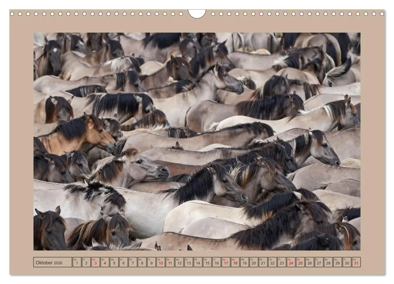 Bild: 9783457569061 | Faszination Wildpferdefang in Dülmen (Wandkalender 2026 DIN A3...