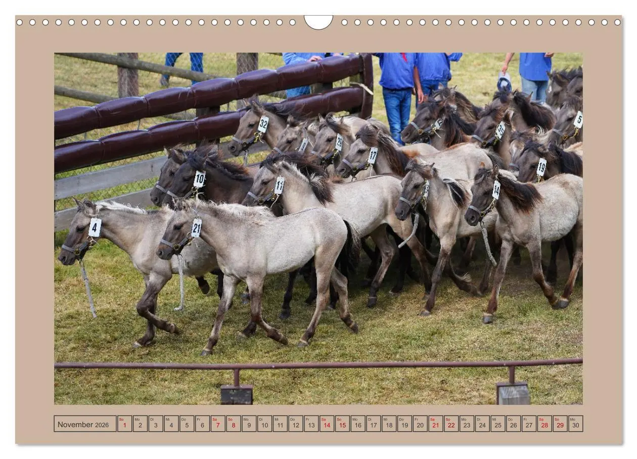 Bild: 9783457569061 | Faszination Wildpferdefang in Dülmen (Wandkalender 2026 DIN A3...