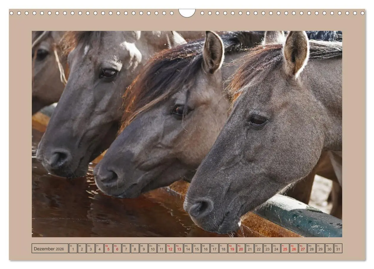 Bild: 9783457569061 | Faszination Wildpferdefang in Dülmen (Wandkalender 2026 DIN A3...