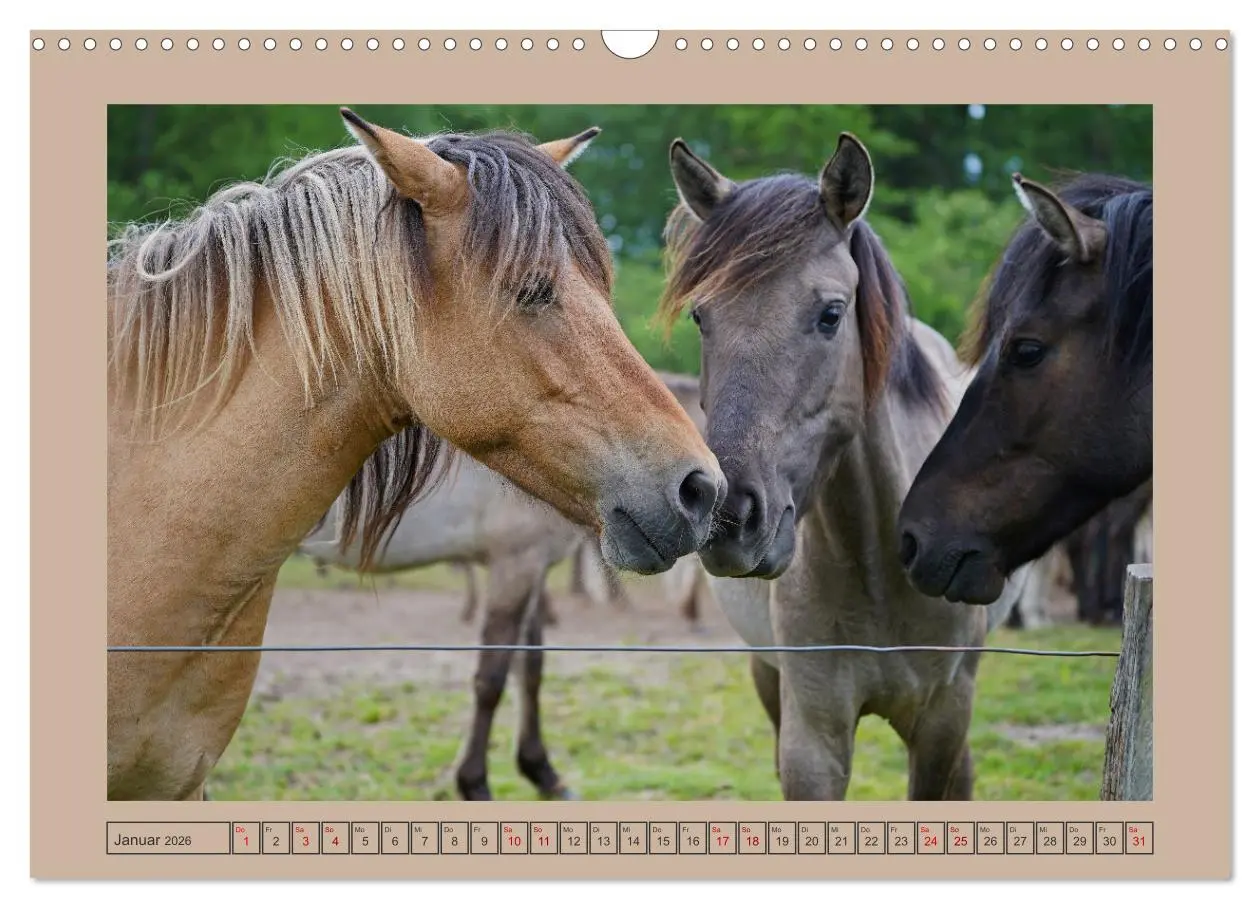 Bild: 9783457569061 | Faszination Wildpferdefang in Dülmen (Wandkalender 2026 DIN A3...