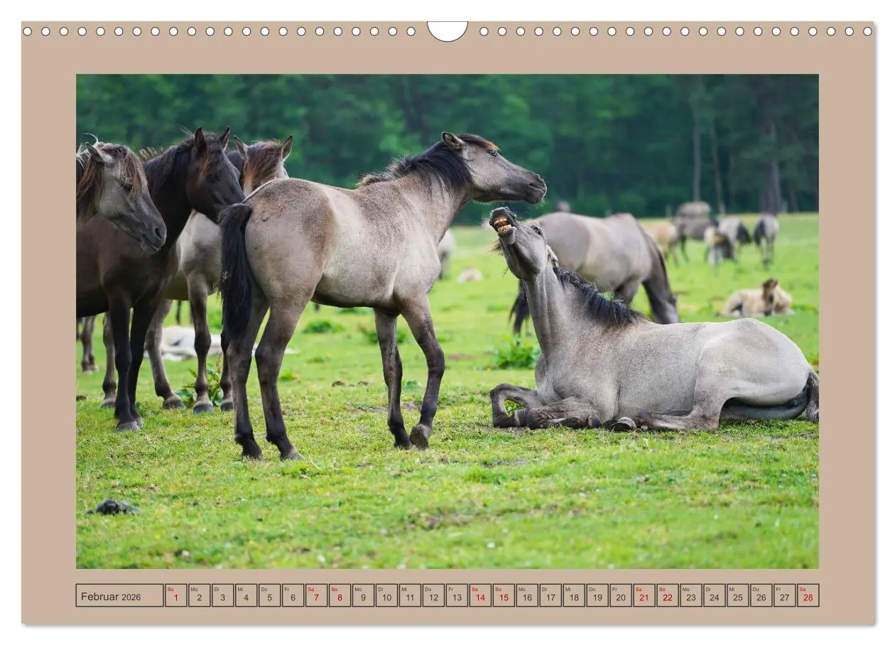 Bild: 9783457569061 | Faszination Wildpferdefang in Dülmen (Wandkalender 2026 DIN A3...