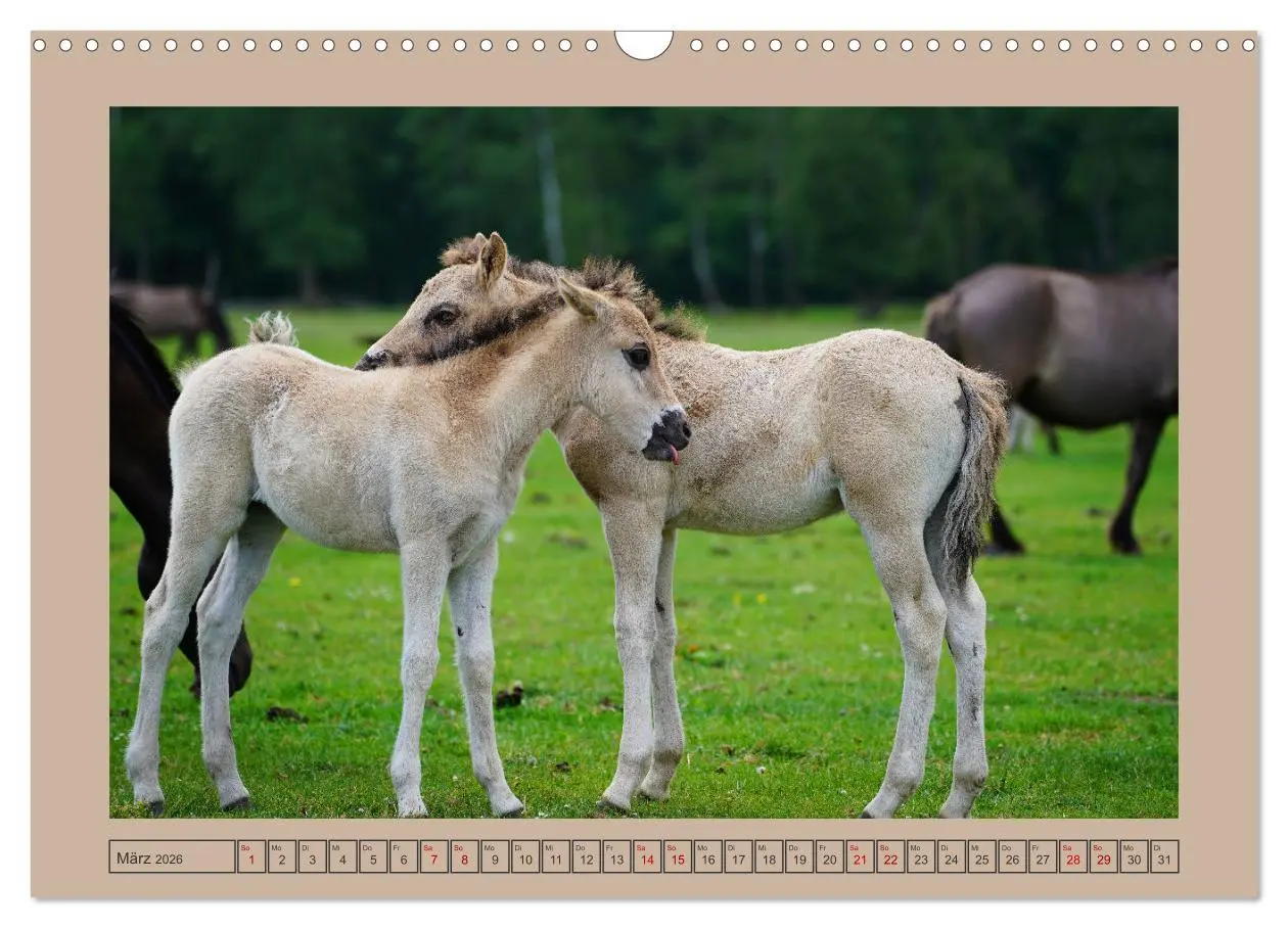 Bild: 9783457569061 | Faszination Wildpferdefang in Dülmen (Wandkalender 2026 DIN A3...