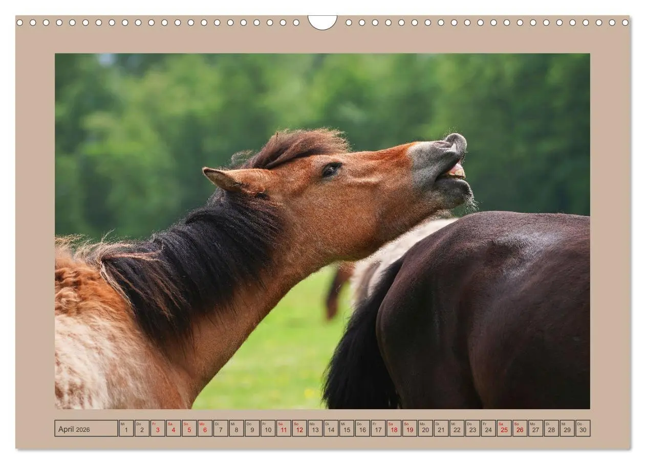 Bild: 9783457569061 | Faszination Wildpferdefang in Dülmen (Wandkalender 2026 DIN A3...
