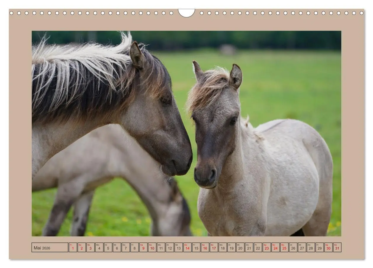 Bild: 9783457569061 | Faszination Wildpferdefang in Dülmen (Wandkalender 2026 DIN A3...