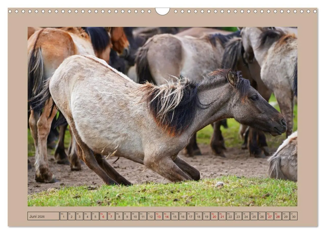 Bild: 9783457569061 | Faszination Wildpferdefang in Dülmen (Wandkalender 2026 DIN A3...