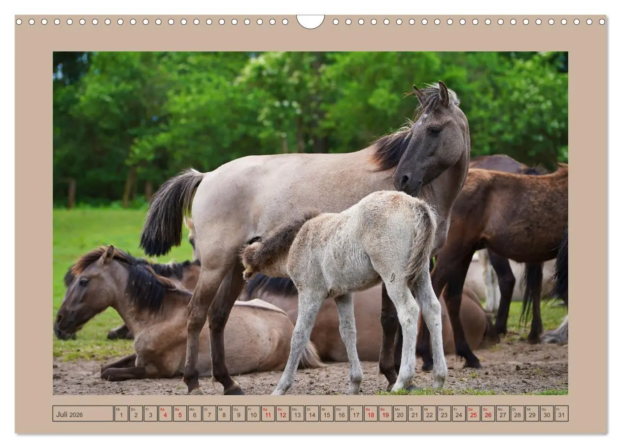 Bild: 9783457569061 | Faszination Wildpferdefang in Dülmen (Wandkalender 2026 DIN A3...