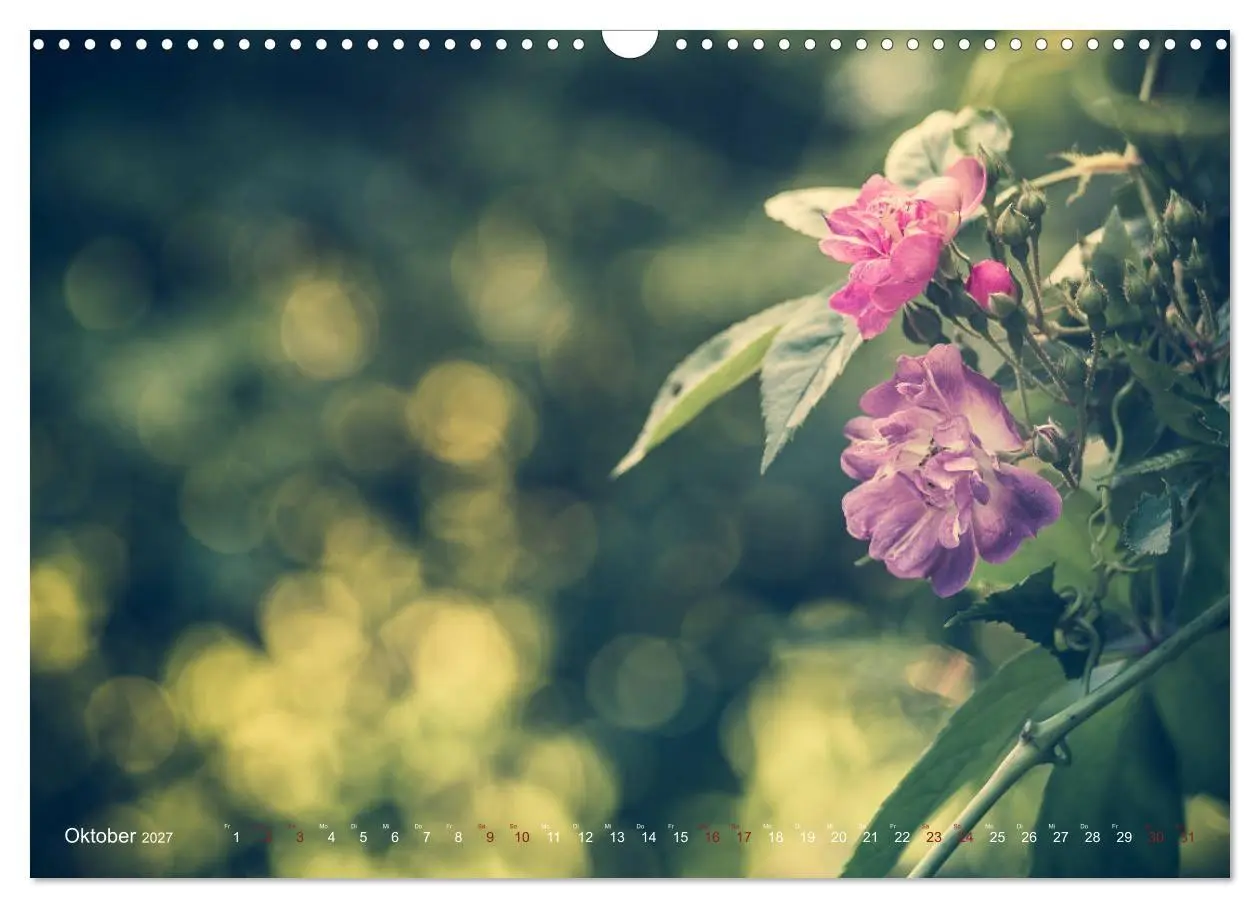 Bild: 9783569819061 | Die Welt der Alten Rosen (Wandkalender 2027 DIN A3 quer), CALVENDO...