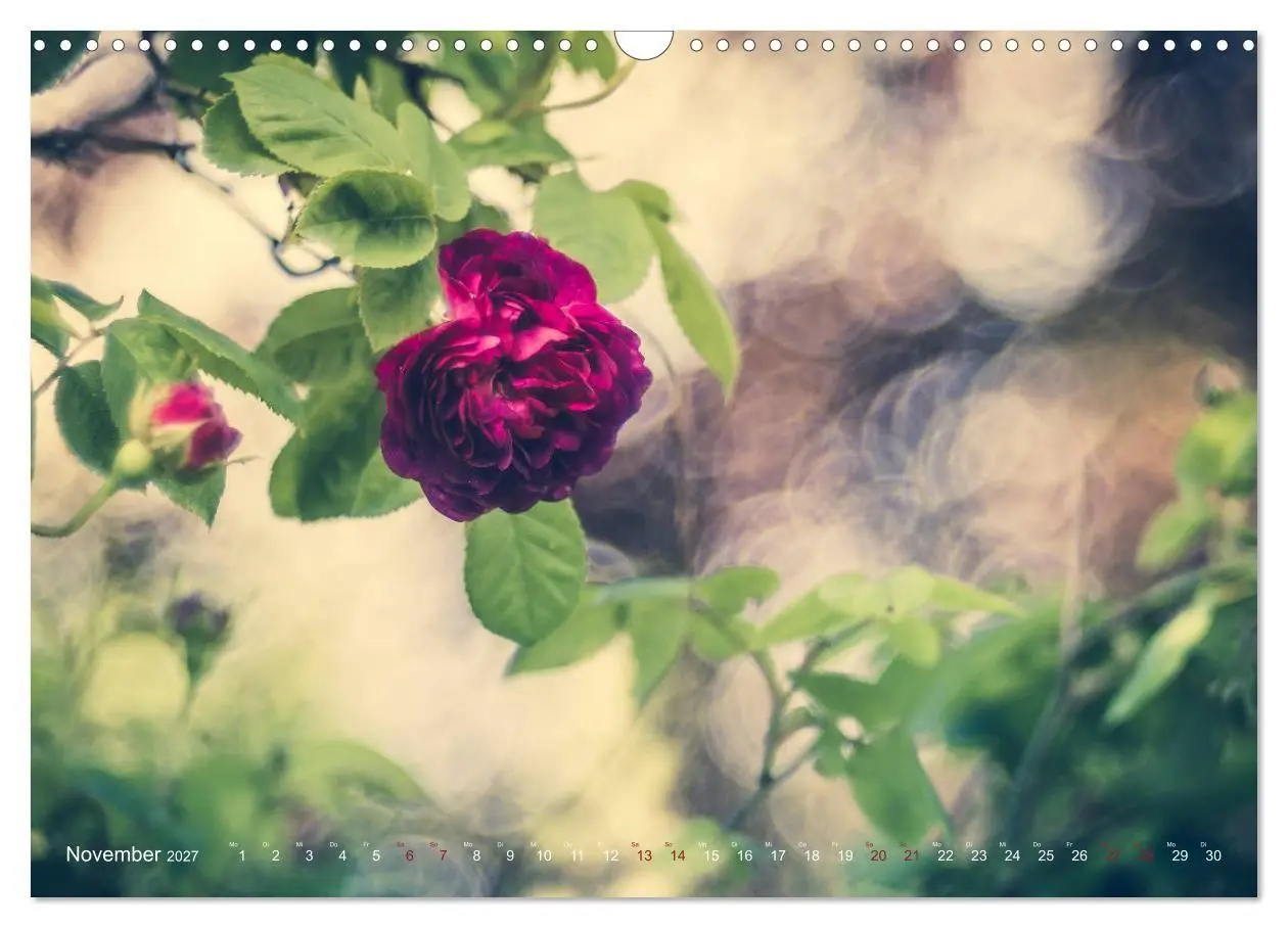 Bild: 9783569819061 | Die Welt der Alten Rosen (Wandkalender 2027 DIN A3 quer), CALVENDO...