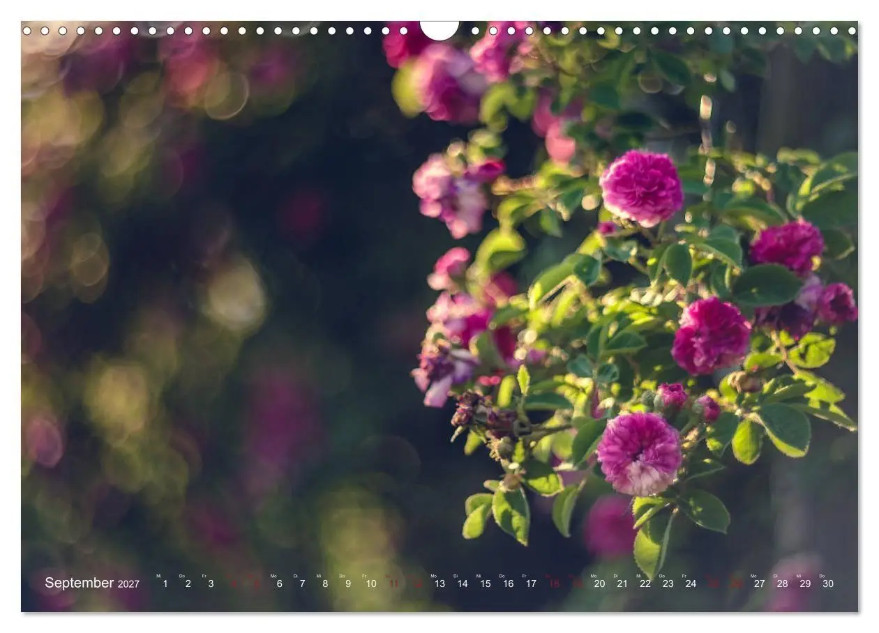 Bild: 9783569819061 | Die Welt der Alten Rosen (Wandkalender 2027 DIN A3 quer), CALVENDO...