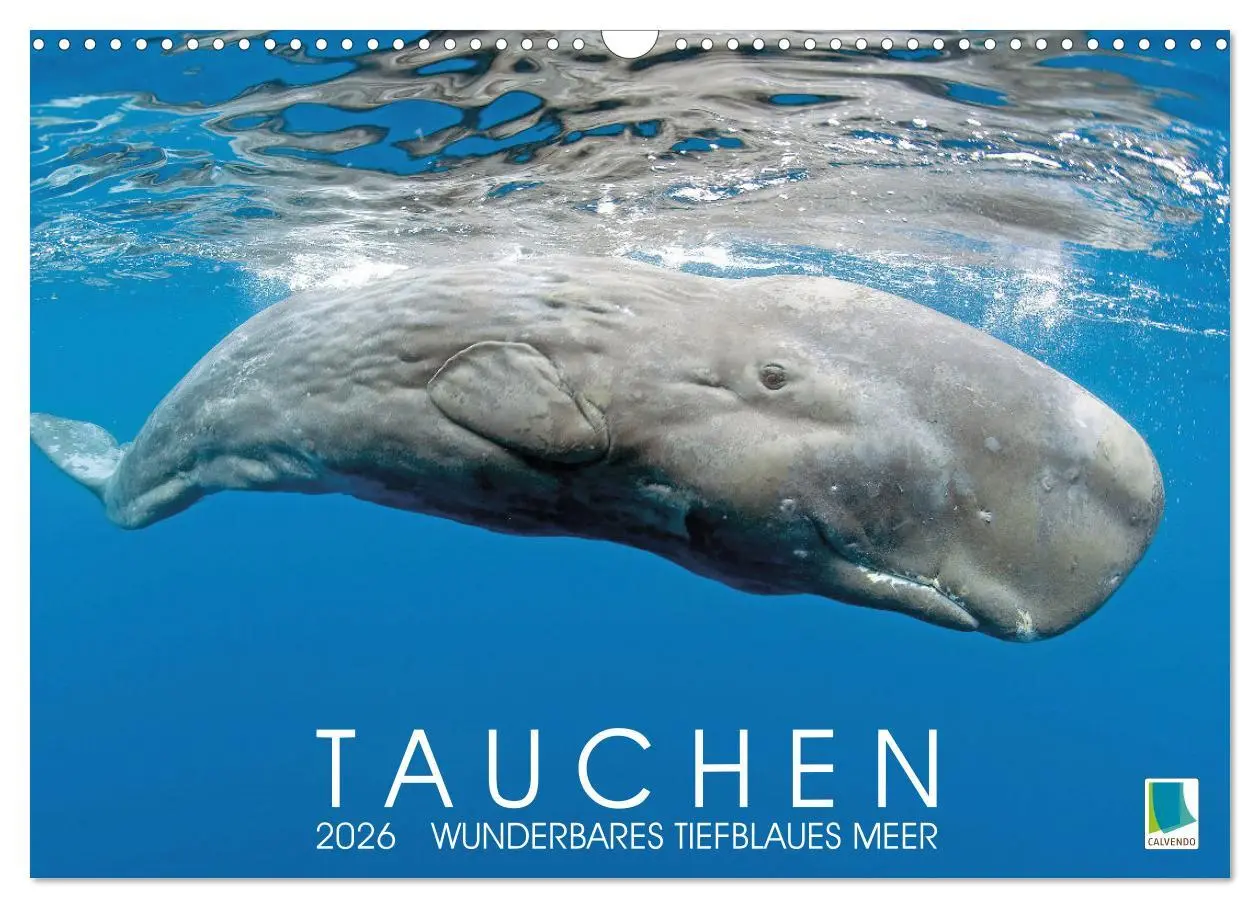 Cover: 9783457489161 | Tauchen: Wunderbares tiefblaues Meer (Wandkalender 2026 DIN A3...