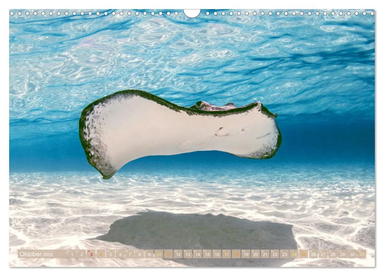 Bild: 9783457489161 | Tauchen: Wunderbares tiefblaues Meer (Wandkalender 2026 DIN A3...