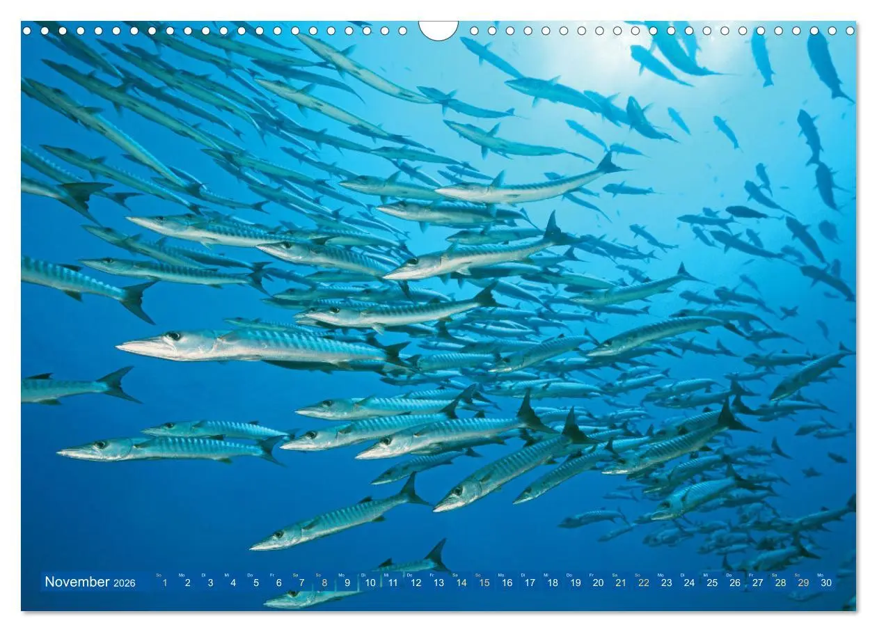 Bild: 9783457489161 | Tauchen: Wunderbares tiefblaues Meer (Wandkalender 2026 DIN A3...