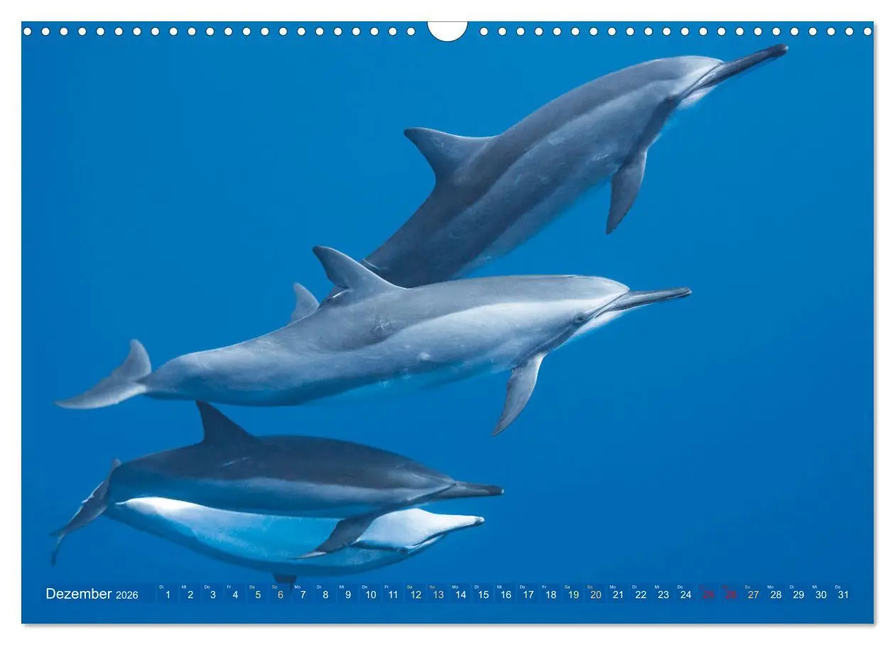 Bild: 9783457489161 | Tauchen: Wunderbares tiefblaues Meer (Wandkalender 2026 DIN A3...