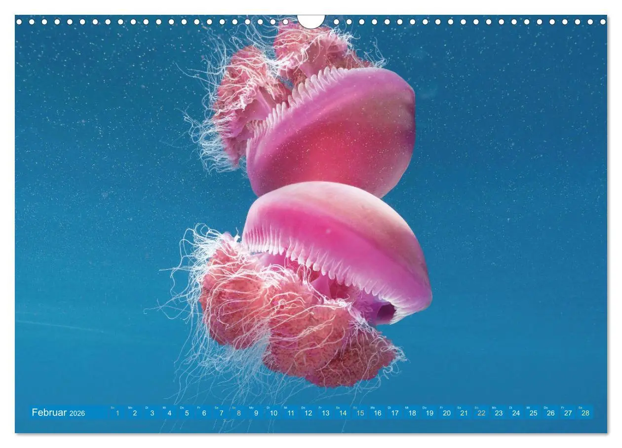 Bild: 9783457489161 | Tauchen: Wunderbares tiefblaues Meer (Wandkalender 2026 DIN A3...