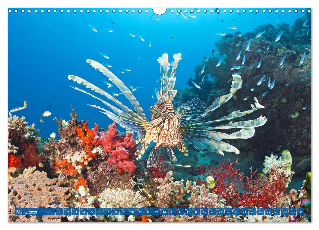 Bild: 9783457489161 | Tauchen: Wunderbares tiefblaues Meer (Wandkalender 2026 DIN A3...