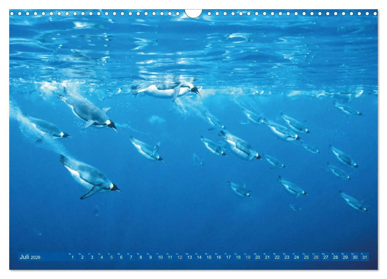 Bild: 9783457489161 | Tauchen: Wunderbares tiefblaues Meer (Wandkalender 2026 DIN A3...