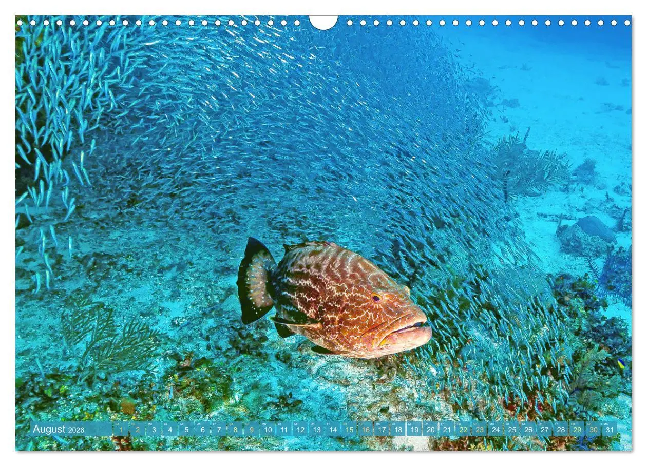 Bild: 9783457489161 | Tauchen: Wunderbares tiefblaues Meer (Wandkalender 2026 DIN A3...