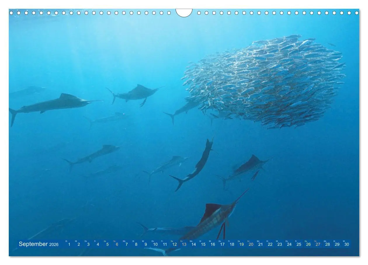 Bild: 9783457489161 | Tauchen: Wunderbares tiefblaues Meer (Wandkalender 2026 DIN A3...
