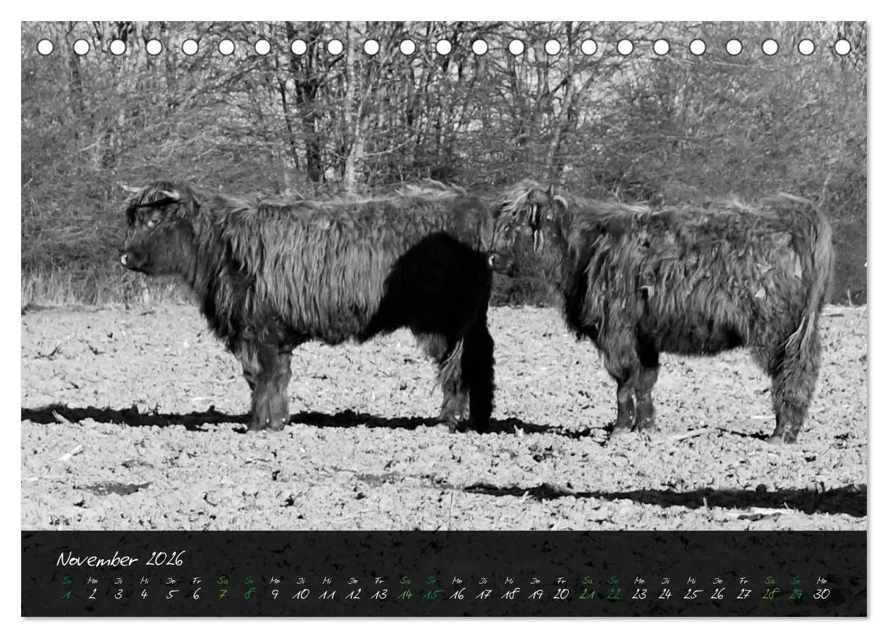 Bild: 9783457939161 | Highland Cattle vom Nordlicht - Faszination Hochland Rind...