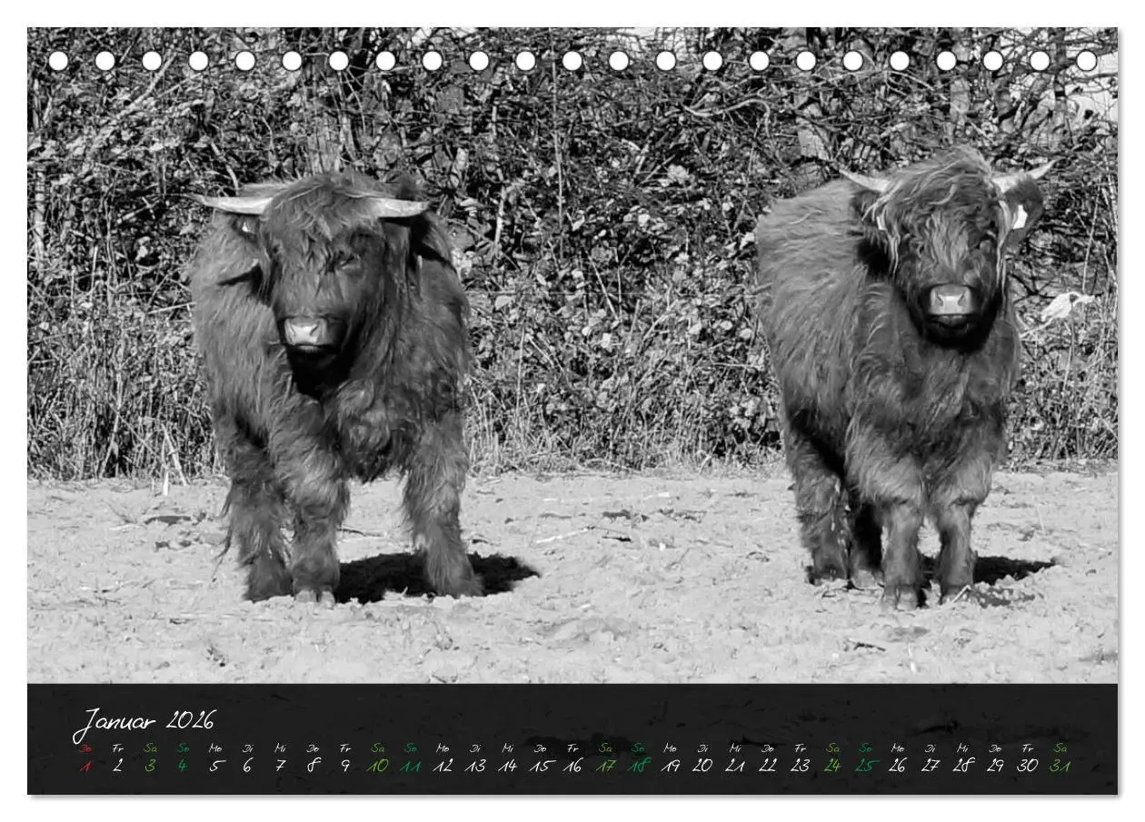 Bild: 9783457939161 | Highland Cattle vom Nordlicht - Faszination Hochland Rind...